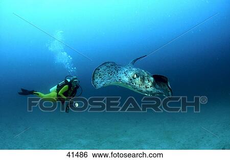 Scubadiver and Black spotted Stingray (Taeniura melanospilos) swimming underwater, Maldives View Large Photo Image Stock Photograph - Scubadiver and Black spotted Stingray (Taeniura melanospilos) swimming underwater, Maldives . Fotosearch