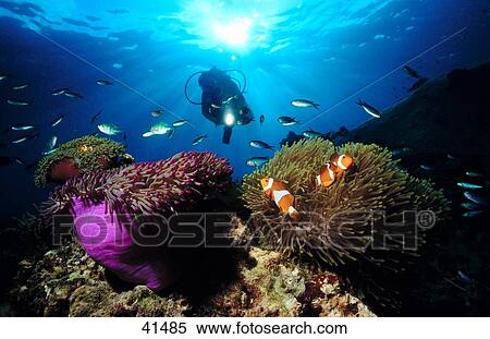 Scubadiver and clownfish swimming underwater, Papua New Guinea View Large Photo Image Stock Photography - Scubadiver and clownfish swimming underwater, Papua New Guinea . Fotosearch