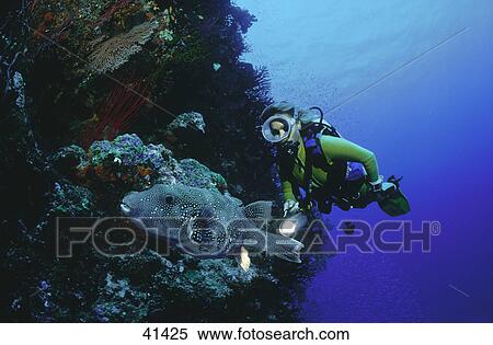 Scubadiver and Pufferfish (Tetraodontinae) swimming underwater View Large Photo Image Stock Photography - Scubadiver and Pufferfish (Tetraodontinae) swimming underwater . Fotosearch
