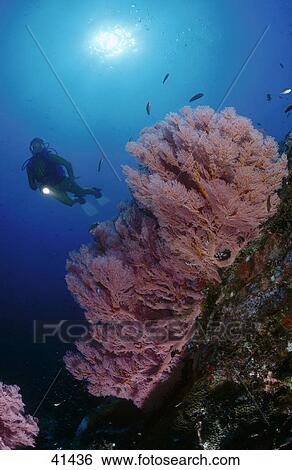 Scubadiver swimming behind sea fan underwater View Large Photo Image Stock Photograph - Scubadiver swimming behind sea fan underwater . Fotosearch