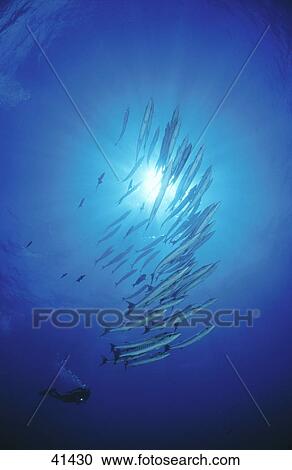 Scubadiver swimming behind Shoal of Barracuda (Sphyraenidae) underwater View Large Photo Image Stock Image - Scubadiver swimming behind Shoal of Barracuda (Sphyraenidae) underwater . Fotosearch