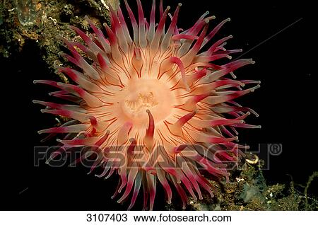 Sea anemone, Alesund, Norway, Atlantic Ocean, close-up View Large Photo Image Stock Image - Sea anemone, Alesund, Norway, Atlantic Ocean, close-up . Fotosearch