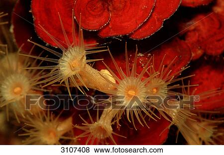Stock Photo - Sea anemone (Parazoanthus axinellae) Croatia, Istria, Mediterranean Sea, close-up . Fotosearch
