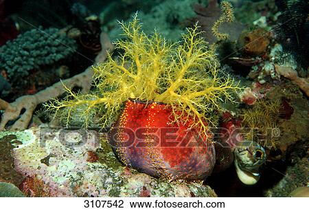 Stock Image - Sea Cucumber (Holothuridae), Komodo National Park, Indonesia, Indian Ocean, underwater shot . Fotosearch