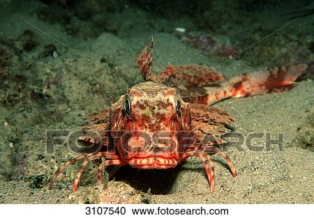 Stock Image - Sea Robin (Trigloporus lastoviza), Istria, Croatia, Mediterranean Sea, front view . Fotosearch