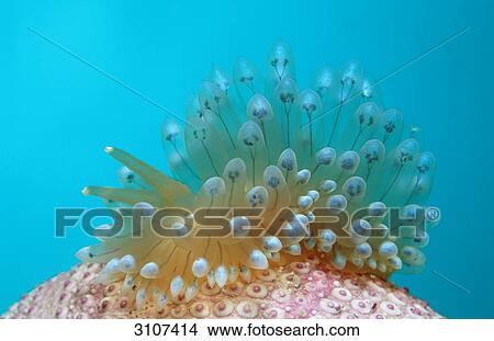 Sea slug (Janolus cristatus), Istria, Croatia, Mediterranean Sea, close-up View Large Photo Image Picture - Sea slug (Janolus cristatus), Istria, Croatia, Mediterranean Sea, close-up . Fotosearch