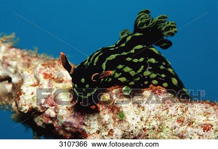Stock Photograph - Sea slug (Nembrotha kubaryana) on coral, Panglao Island, Mindanao Sea, Philippines, underwater shot . Fotosearch