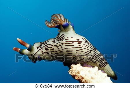 Picture - Sea slug (Nembrotha lineolata) on coral, Panglao Island, Mindanao Sea, Philippines, close-up . Fotosearch