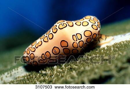 Sea snail (Cyphoma gibbosum), Curacao, Netherlands Antilles, Caribbean Sea, close-up View Large Photo Image Stock Image - Sea snail (Cyphoma gibbosum), Curacao, Netherlands Antilles, Caribbean Sea, close-up . Fotosearch
