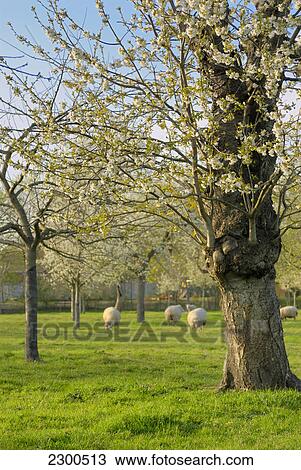 Sheep and deciduous trees in field View Large Photo Image Stock Image - Sheep and deciduous trees in field . Fotosearch