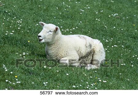 Stock Photo - Sheep lying in field . Fotosearch