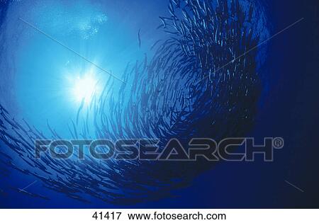 Shoal of Barracuda (Sphyraenidae) fish swimming underwater View Large Photo Image Stock Photo - Shoal of Barracuda (Sphyraenidae) fish swimming underwater . Fotosearch