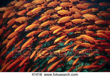 Shoal of Crescent-tail Bigeye (Priacanthus hamrur) fish swimming underwater View Large Photo Image Stock Photo - Shoal of Crescent-tail Bigeye (Priacanthus hamrur) fish swimming underwater . Fotosearch