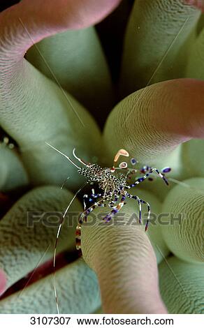 Shrimp (Periclimenes yucatanicus) in anemone, Grand Bahama, Bahamas, Caribbean Sea, underwater shot View Large Photo Image Stock Photo - Shrimp (Periclimenes yucatanicus) in anemone, Grand Bahama, Bahamas, Caribbean Sea, underwater shot . Fotosearch