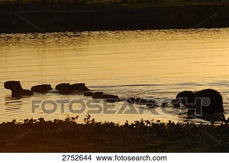 Silhouette of Guinea Pigs with its young ones in river, Venezuela View Large Photo Image Picture - Silhouette of Guinea Pigs with its young ones in river, Venezuela . Fotosearch