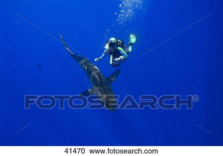 Silky Shark (Carcharhinus falciformis) and scubadiver swimming underwater View Large Photo Image Stock Image - Silky Shark (Carcharhinus falciformis) and scubadiver swimming underwater . Fotosearch