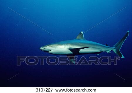 Silvertip shark (Carcharhinus albimarginatus), Fiji, Pacific Ocean, side view View Large Photo Image Stock Photo - Silvertip shark (Carcharhinus albimarginatus), Fiji, Pacific Ocean, side view . Fotosearch