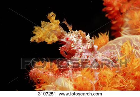 Soft Coral Spidercrab (Hoplophrys oatesii), Sulawesi, Indonesia View Large Photo Image Stock Image - Soft Coral Spidercrab (Hoplophrys oatesii), Sulawesi, Indonesia . Fotosearch