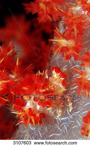 Soft Coral Spidercrab (Hoplophrys oatesii), Sulawesi, Indonesia View Large Photo Image Stock Image - Soft Coral Spidercrab (Hoplophrys oatesii), Sulawesi, Indonesia . Fotosearch