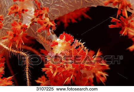Soft Coral Spidercrab (Hoplophrys oatesii), Sulawesi, Indonesia View Large Photo Image Stock Photography - Soft Coral Spidercrab (Hoplophrys oatesii), Sulawesi, Indonesia . Fotosearch