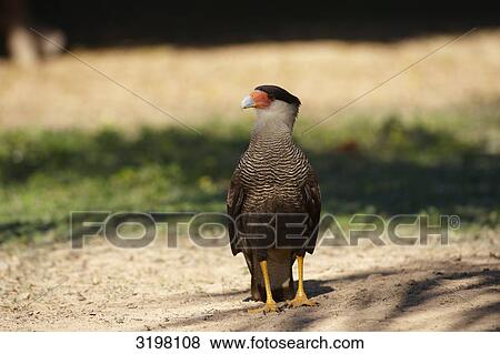 Stock Photo - Southern Caracara (Caracara plancus), Pantanal, Mato Grosso, Brazil . Fotosearch