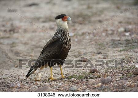 Stock Photograph - Southern Caracara (Caracara plancus), Pantanal, Mato Grosso, Brazil . Fotosearch