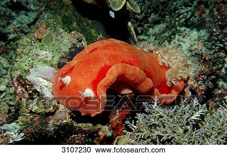 Stock Image - Spanish dancer (Hexabranchus sanguineus) in coral reef, Komodo National Park, Indonesia, underwater shot . Fotosearch