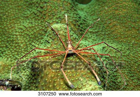 Spider Crab (Stenorhynchus seticornus) on coral, British Virgin Islands, Caribbean Sea  View Large Photo Image Stock Image - Spider Crab (Stenorhynchus seticornus) on coral, British Virgin Islands, Caribbean Sea . Fotosearch