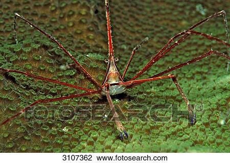 Spider Crab (Stenorhynchus seticornus) on coral, British Virgin Islands, Caribbean Sea View Large Photo Image Stock Image - Spider Crab (Stenorhynchus seticornus) on coral, British Virgin Islands, Caribbean Sea . Fotosearch
