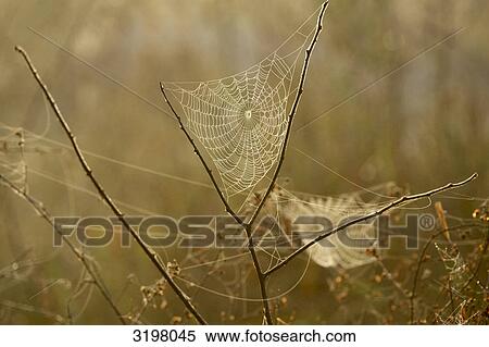 Spiderwebs in the morning fog, Pantanal, Mato Grosso, Brazil, close-up View Large Photo Image Stock Photography - Spiderwebs in the morning fog, Pantanal, Mato Grosso, Brazil, close-up . Fotosearch