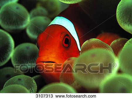 Spinecheek Clownfish (Premnas aculeatus) amidst sea anemones, Micronesia, Pacific Ocean, close-up View Large Photo Image Stock Image - Spinecheek Clownfish (Premnas aculeatus) amidst sea anemones, Micronesia, Pacific Ocean, close-up . Fotosearch
