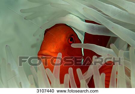 Spinecheek clownfish (Premnas aculeatus) amidst sea anemones, Papua New Guinea, Pacific ocean, close-up View Large Photo Image Stock Image - Spinecheek clownfish (Premnas aculeatus) amidst sea anemones, Papua New Guinea, Pacific ocean, close-up . Fotosearch