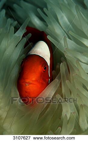 Stock Photo - Spinecheek clownfish (Premnas aculeatus) amidst sea anemones, Papua New Guinea, Pacific ocean, close-up . Fotosearch