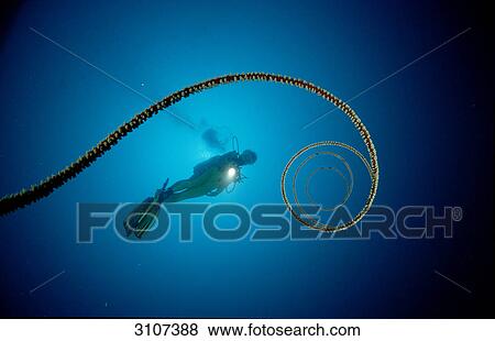 Stock Photo - Spiral wire coral (Cirrhipathes spiralis) and scuba diver, Ari Atoll, Maldives, Indian Ocean, underwater shot . Fotosearch
