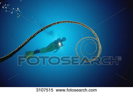 Spiral wire coral (Cirrhipathes spiralis) and scuba diver, Ari Atoll, Maldives, Indian Ocean, underwater shot View Large Photo Image Stock Photography - Spiral wire coral (Cirrhipathes spiralis) and scuba diver, Ari Atoll, Maldives, Indian Ocean, underwater shot . Fotosearch
