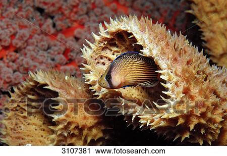 Splendid Dottyback (Pseudochromis splendens) in coral reef, Sulawesi, Indonesia, Banda Sea, underwater shot View Large Photo Image Stock Image - Splendid Dottyback (Pseudochromis splendens) in coral reef, Sulawesi, Indonesia, Banda Sea, underwater shot . Fotosearch