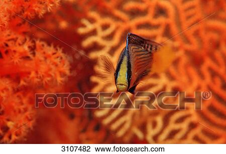 Splendid Dottyback (Pseudochromis splendens) in coral reef, Sulawesi, Indonesia, Banda Sea, underwater shot View Large Photo Image Stock Image - Splendid Dottyback (Pseudochromis splendens) in coral reef, Sulawesi, Indonesia, Banda Sea, underwater shot . Fotosearch