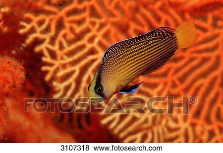 Stock Photo - Splendid Dottyback (Pseudochromis splendens), Sulawesi, Banda Sea, Indonesia, side view . Fotosearch