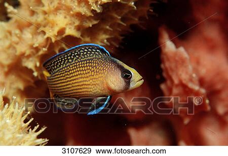 Splendid Dottyback (Pseudochromis splendens) in coral reef, Raja Ampat Islands, Indonesia, Indian Ocean, side view View Large Photo Image Stock Photo - Splendid Dottyback (Pseudochromis splendens) in coral reef, Raja Ampat Islands, Indonesia, Indian Ocean, side view . Fotosearch