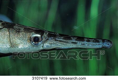 Spotted gar (Lepisosteus oculatus), Florida, USA, detail shot View Large Photo Image Stock Photo - Spotted gar (Lepisosteus oculatus), Florida, USA, detail shot . Fotosearch