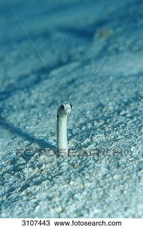 Spotted garden eel (Heteroconger hassi) in tube, Ari Atoll, Maldives, Indian ocean, underwater shot View Large Photo Image Stock Image - Spotted garden eel (Heteroconger hassi) in tube, Ari Atoll, Maldives, Indian ocean, underwater shot . Fotosearch