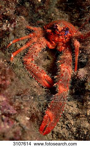 Squat Lobster (Galathea strigosa), Istria, Croatia, Mediterranean Sea, front view View Large Photo Image Picture - Squat Lobster (Galathea strigosa), Istria, Croatia, Mediterranean Sea, front view . Fotosearch