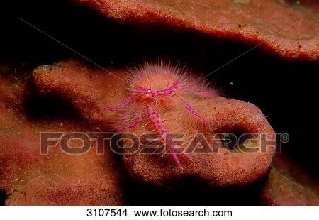 Squat lobster (Lauriea siagiani) on a sponge, Komodo National Park, Indonesia, Indian Ocean, view upon View Large Photo Image Picture - Squat lobster (Lauriea siagiani) on a sponge, Komodo National Park, Indonesia, Indian Ocean, view upon . Fotosearch