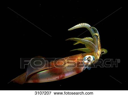 Squid (Sepioteuthis lessoniana), Sinai, Red Sea, Egypt, side view View Large Photo Image Stock Photo - Squid (Sepioteuthis lessoniana), Sinai, Red Sea, Egypt, side view . Fotosearch