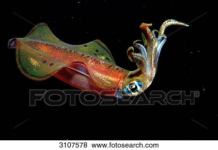 Squid (Sepioteuthis lessoniana), Sinai, Red Sea, Egypt, side view View Large Photo Image Stock Photo - Squid (Sepioteuthis lessoniana), Sinai, Red Sea, Egypt, side view . Fotosearch