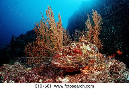 Stone Scorpionfish (Scorpaena plumieri mystes) in coral reef, Mexico, Sea of Cortez, underwater shot View Large Photo Image Stock Image - Stone Scorpionfish (Scorpaena plumieri mystes) in coral reef, Mexico, Sea of Cortez, underwater shot . Fotosearch