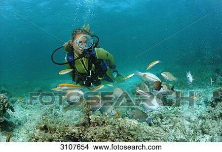 Picture - Surgeonfishes (Ancanthurus chirurgus) and scuba diver, Punta Cana, Dominican Republic, Caribbean Sea, underwater shot . Fotosearch