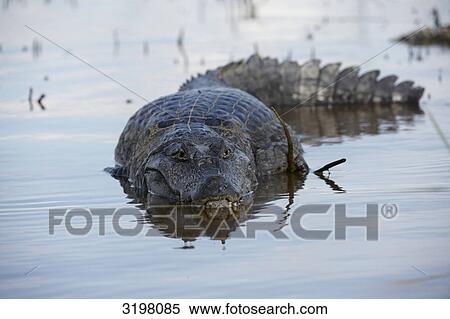 Swimming yacare caiman (Caiman yacare), Pantanal, Mato Grosso, Brazil View Large Photo Image Stock Photography - Swimming yacare caiman (Caiman yacare), Pantanal, Mato Grosso, Brazil . Fotosearch