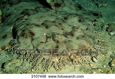 Tasseled Wobbegong (Eucrossorhinchus dasypogon), Papua New Guinea, Pacific ocean, underwater shot View Large Photo Image Stock Photo - Tasseled Wobbegong (Eucrossorhinchus dasypogon), Papua New Guinea, Pacific ocean, underwater shot . Fotosearch
