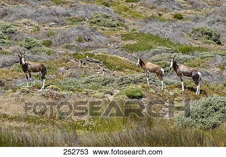 Three Bontebok (Damaliscus dorcas) standing in steppe, Cape of Good Hope Nature Reserve, Cape Town, South Africa View Large Photo Image Stock Image - Three Bontebok (Damaliscus dorcas) standing in steppe, Cape of Good Hope Nature Reserve, Cape Town, South Africa . Fotosearch